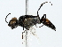  ( - BIOUG85275-B12)  @11 [ ] CreativeCommons - Attribution (2022) CBG Photography Group Centre for Biodiversity Genomics
