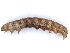  ( - BIOUG85275-H11)  @11 [ ] CreativeCommons - Attribution (2022) CBG Photography Group Centre for Biodiversity Genomics