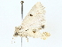  ( - BIOUG85277-A09)  @11 [ ] CreativeCommons - Attribution (2022) CBG Photography Group Centre for Biodiversity Genomics
