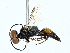 ( - BIOUG85277-B10)  @11 [ ] CreativeCommons - Attribution (2022) CBG Photography Group Centre for Biodiversity Genomics