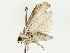  ( - BIOUG85277-F01)  @11 [ ] CreativeCommons - Attribution (2022) CBG Photography Group Centre for Biodiversity Genomics