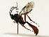  ( - BIOUG85278-H01)  @11 [ ] CreativeCommons - Attribution (2022) CBG Photography Group Centre for Biodiversity Genomics