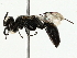  ( - BIOUG85504-A01)  @11 [ ] CreativeCommons - Attribution (2022) CBG Photography Group Centre for Biodiversity Genomics