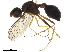 (Dicranosepsis papuana - BIOUG43979-A02)  @11 [ ] CreativeCommons - Attribution (2019) CBG Photography Group Centre for Biodiversity Genomics