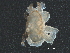  ( - BIOUG20118-F09)  @11 [ ] CreativeCommons - Attribution (2015) CBG Photography Group Centre for Biodiversity Genomics