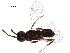  ( - BIOUG26003-A07)  @12 [ ] CreativeCommons - Attribution (2017) CBG Photography Group Centre for Biodiversity Genomics