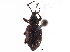  (Otiorhynchus cribricollis - BIOUG28169-B01)  @14 [ ] CreativeCommons - Attribution (2016) CBG Photography Group Centre for Biodiversity Genomics