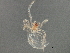  (Theridion submissum - BIOUG13285-F03)  @13 [ ] CreativeCommons - Attribution (2014) CBG Photography Group Centre for Biodiversity Genomics