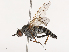  ( - CBG-B21227-A07)  @11 [ ] CreativeCommons - Attribution Share - Alike (2025) CBG Photography Group Centre for Biodiversity Genomics