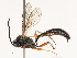 ( - CBG-B21241-G11)  @11 [ ] CreativeCommons - Attribution Share - Alike (2025) CBG Photography Group Centre for Biodiversity Genomics