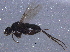  (Megaselia albicans - BIOUG11934-B08)  @13 [ ] CreativeCommons - Attribution (2014) CBG Photography Group Centre for Biodiversity Genomics