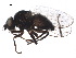  (Agromyza albipennis - BIOUG12382-G02)  @14 [ ] CreativeCommons - Attribution (2015) CBG Photography Group Centre for Biodiversity Genomics