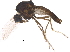  (Dasyheleini - BIOUG12426-E01)  @14 [ ] CreativeCommons - Attribution (2015) CBG Photography Group Centre for Biodiversity Genomics
