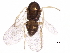  (Copidosoma thebe - BIOUG12427-A08)  @12 [ ] CreativeCommons - Attribution (2017) CBG Photography Group Centre for Biodiversity Genomics