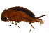  (Pseudomordellistena - BIOUG12479-E03)  @14 [ ] CreativeCommons - Attribution (2014) CBG Photography Group Centre for Biodiversity Genomics