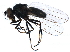  ( - BIOUG12529-D05)  @14 [ ] CreativeCommons - Attribution (2014) CBG Photography Group Centre for Biodiversity Genomics