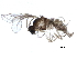  ( - BIOUG12529-D12)  @13 [ ] CreativeCommons - Attribution (2014) CBG Photography Group Centre for Biodiversity Genomics