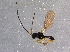  (Coloneura - BIOUG12620-A06)  @13 [ ] CreativeCommons - Attribution (2014) CBG Photography Group Centre for Biodiversity Genomics