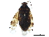  (Cyphodemidea - BIOUG15359-C02)  @14 [ ] CreativeCommons - Attribution (2015) CBG Photography Group Centre for Biodiversity Genomics