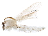  ( - BIOUG15361-C01)  @13 [ ] CreativeCommons - Attribution (2015) CBG Photography Group Centre for Biodiversity Genomics