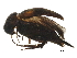  (Mordellaria aurata - BIOUG15363-F10)  @13 [ ] CreativeCommons - Attribution (2015) CBG Photography Group Centre for Biodiversity Genomics