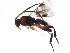  (Adeliini_hn - BIOUG15867-H04)  @15 [ ] CreativeCommons - Attribution (2015) CBG Photography Group Centre for Biodiversity Genomics
