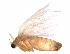  (Pangrapta lunulata - BIOUG25668-C09)  @13 [ ] CreativeCommons - Attribution (2017) CBG Photography Group Centre for Biodiversity Genomics