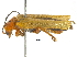  (Cantharis soeulensis - BIOUG26348-C07)  @14 [ ] CreativeCommons - Attribution (2017) CBG Photography Group Centre for Biodiversity Genomics