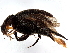  ( - BIOUG26520-A04)  @11 [ ] CreativeCommons - Attribution (2023) CBG Photography Group Centre for Biodiversity Genomics