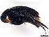  (Pseudomordellina fujiyamai - BIOUG26822-G03)  @11 [ ] CreativeCommons - Attribution (2023) CBG Photography Group Centre for Biodiversity Genomics
