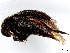  ( - BIOUG26823-D05)  @11 [ ] CreativeCommons - Attribution (2023) CBG Photography Group Centre for Biodiversity Genomics