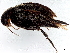  ( - BIOUG26823-F06)  @11 [ ] CreativeCommons - Attribution (2023) CBG Photography Group Centre for Biodiversity Genomics