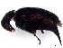  ( - BIOUG26956-B05)  @11 [ ] CreativeCommons - Attribution (2023) CBG Photography Group Centre for Biodiversity Genomics