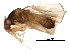  (Ceratocombus corticalis - BIOUG27201-E11)  @14 [ ] CreativeCommons - Attribution (2017) CBG Photography Group Centre for Biodiversity Genomics