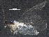  ( - BIOUG27240-D01)  @11 [ ] CreativeCommons - Attribution (2018) CBG Photography Group Centre for Biodiversity Genomics
