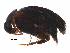  (Tolidopalpus - BIOUG27274-E11)  @13 [ ] CreativeCommons - Attribution (2017) CBG Photography Group Centre for Biodiversity Genomics