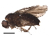  ( - BIOUG27341-D04)  @11 [ ] CreativeCommons - Attribution (2017) CBG Photography Group Centre for Biodiversity Genomics