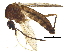 (Aedes flavopictus - BIOUG27349-C10)  @11 [ ] CreativeCommons - Attribution (2017) CBG Photography Group Centre for Biodiversity Genomics