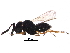  ( - BIOUG27730-G12)  @13 [ ] CreativeCommons - Attribution (2017) CBG Photography Group Centre for Biodiversity Genomics