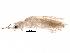  (Thrips alliorum - BIOUG27838-C05)  @14 [ ] CreativeCommons - Attribution (2016) CBG Photography Group Centre for Biodiversity Genomics