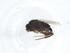  (Megaselia subcarpalis - CBG-A19915-A04)  @11 [ ] CreativeCommons - Attribution Share - Alike (2023) Centre for Biodiversity Genomics Centre for Biodiversity Genomics