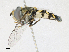  ( - CBG-A23348-F06)  @11 [ ] CreativeCommons - Attribution Share - Alike (2023) CBG Photography Group Centre for Biodiversity Genomics