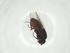  (Spelobia pseudosetaria - CBG-A26980-C05)  @11 [ ] CreativeCommons - Attribution Share - Alike (2024) Centre for Biodiversity Genomics Centre for Biodiversity Genomics
