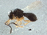  (Telenomus sechellensis - BIOUG08919-B09)  @13 [ ] CreativeCommons - Attribution (2014) CBG Photography Group Centre for Biodiversity Genomics