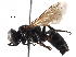  (Tachysphex barkeri - BIOUG09150-B10)  @15 [ ] CreativeCommons - Attribution (2016) CBG Photography Group Centre for Biodiversity Genomics