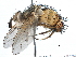  (Linnaemya longirostris - BIOUG09235-F01)  @14 [ ] CreativeCommons - Attribution (2014) CBG Photography Group Centre for Biodiversity Genomics