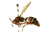  ( - BIOUG09235-F06)  @13 [ ] CreativeCommons - Attribution (2019) CBG Photography Group Centre for Biodiversity Genomics