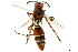  ( - BIOUG09235-F09)  @14 [ ] CreativeCommons - Attribution (2019) CBG Photography Group Centre for Biodiversity Genomics