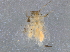  ( - BIOUG09190-E01)  @14 [ ] CreativeCommons - Attribution (2015) CBG Photography Group Centre for Biodiversity Genomics