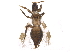  (Aeolothripidae - BIOUG09699-F02)  @15 [ ] CreativeCommons - Attribution (2015) CBG Photography Group Centre for Biodiversity Genomics